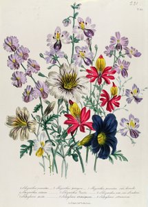 Guindaste Bill, placa 42 de &39;The Ladies&39; Flower Garden &39;, publicado em 1842